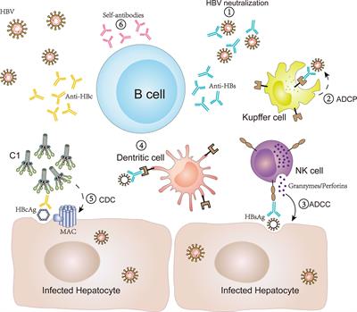 Frontiers | The Multiple Functions Of B Cells In Chronic HBV Infection